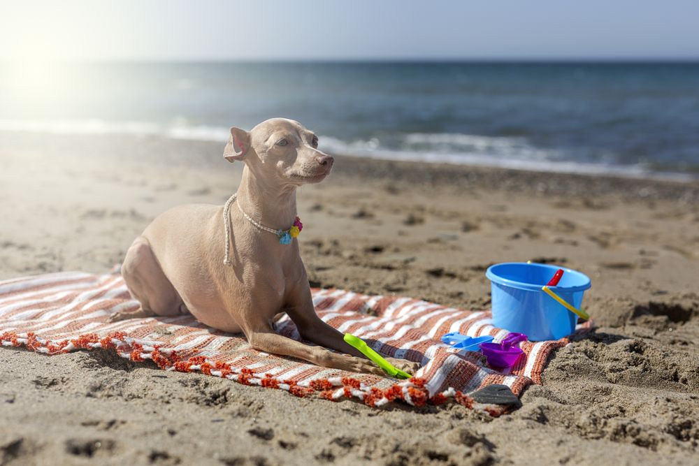 Cute puppy playing on beach in sunny day