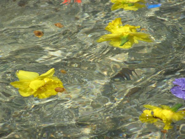 Flowers in Water
