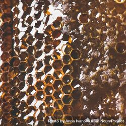 Close up, square crop of honeycomb 41e9L4