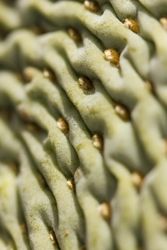 Macro shot of beavertail cactus 5rXl2b