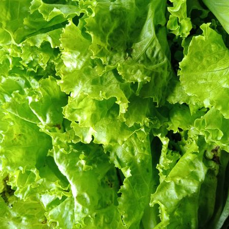 green leaf lettuce