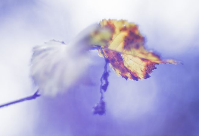 Tender dry leaves in blue light effect
