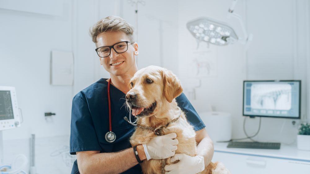Young Veterinarian Petting a Noble Golden Retriever Dog.