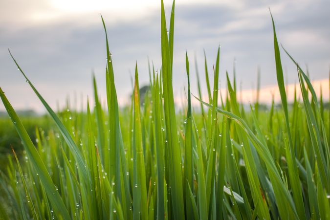 Close up of long grass