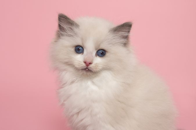 Portrait of a cute ragdoll kitten with blue eyes  looking at the camera on a pink background seen from the side