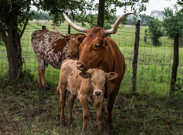 Mother longhorn and her calf at the 1,800-acre Lonesome Pine Ranch, Chappell Hill, Texas