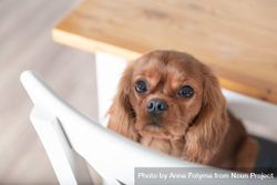 Cavalier spaniel sitting on chair in the kitchen 4OLQLb