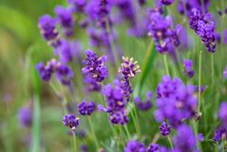 Field with flowering lavender