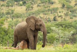 Brown elephant on green grass field