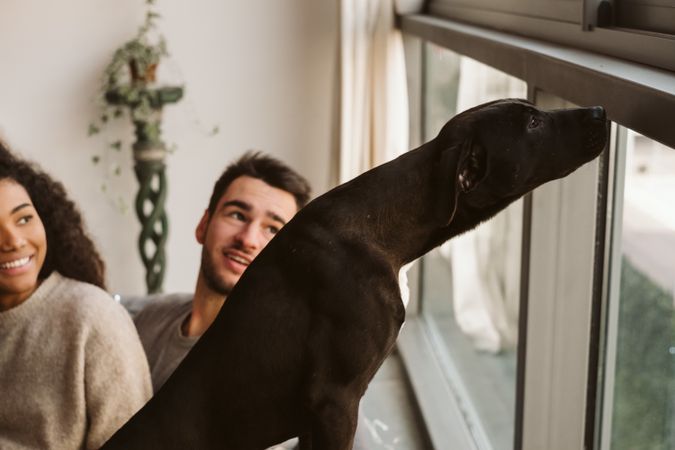Multiracial couple looking at dog sniffing window