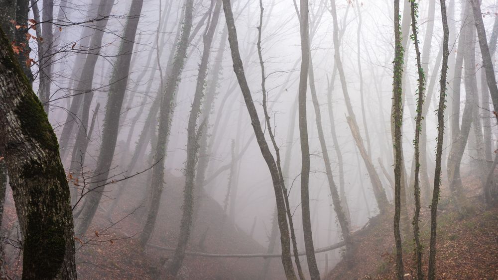Moody fall  forest