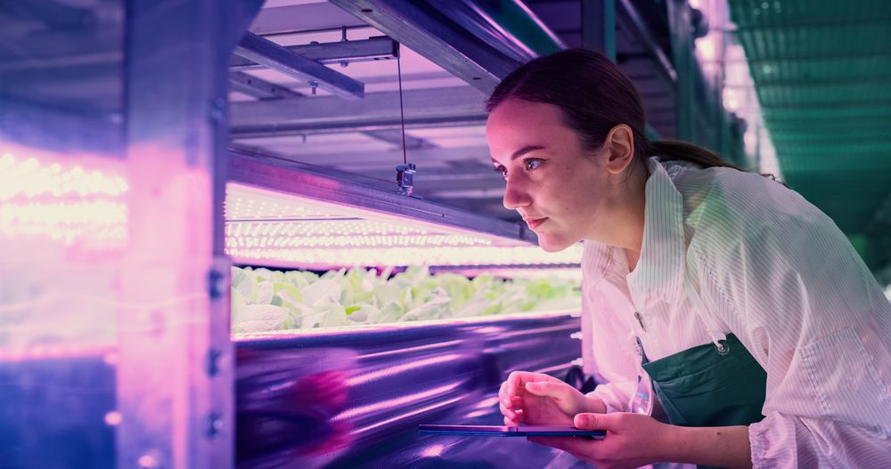 Young Female Farmer Working in a Vertical Farm with Ultraviolet LED Lights. Hydroponics Specialist Inspecting and Examining Fresh Plants Ready for Shipping to a Supermarket