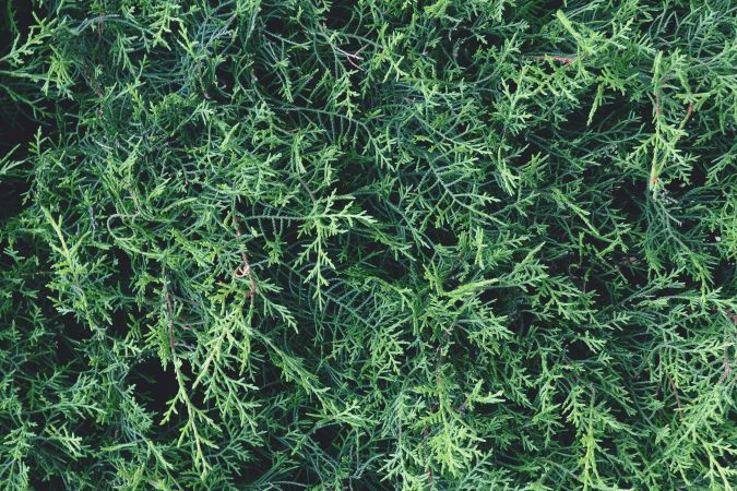 Green foliage of thuja tree in close up in summer garden.