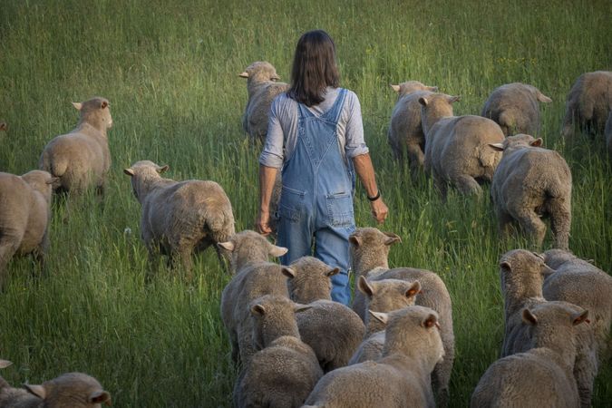Back view of a woman farmers leading her flock of sheep in a field
