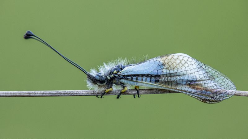 Grey and blue winged insect on twig