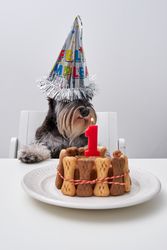 Adorable dog with cap sitting at table with cake