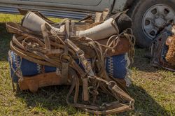 Saddles and bridles on grass near car