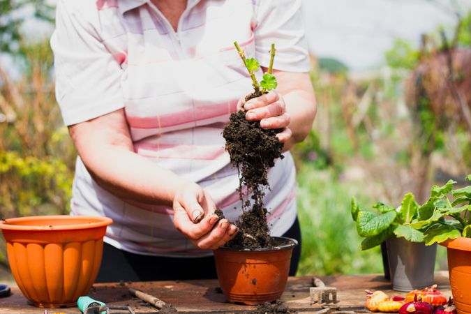 Woman repotting a plant outdoor