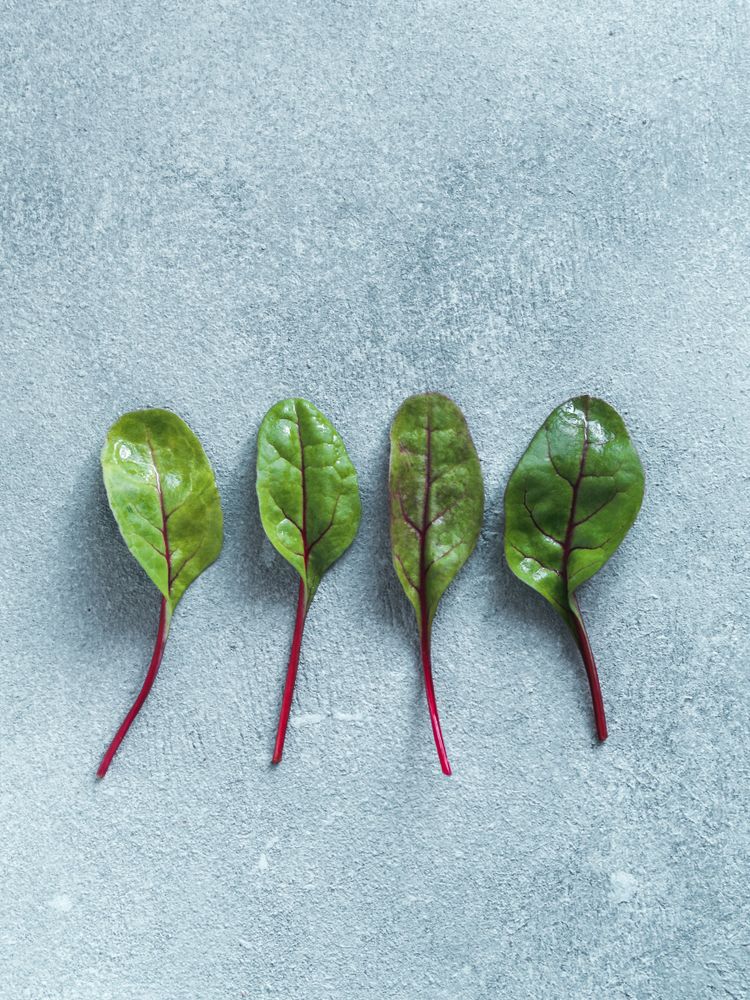 Set of green chard leaves or mangold isolated