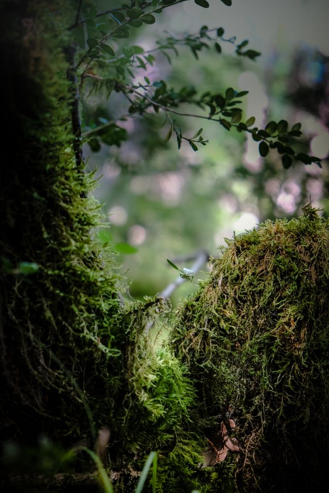 Close up of moss on bottom of trees in forest
