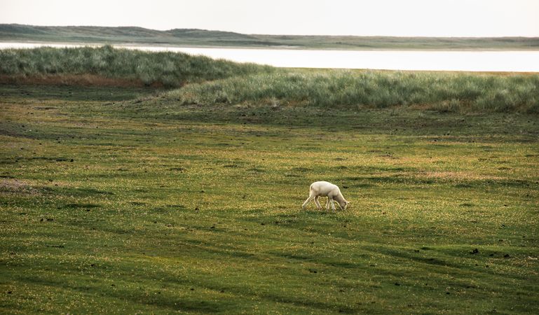 Baby sheep grazing alone on meadow