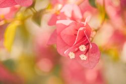 Beautiful pink flowers with three pistils