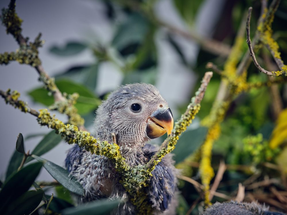 Small gray parrot chick near plants