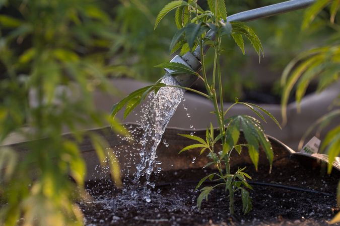 Cannabis plant being watered