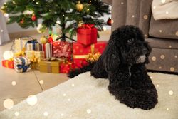 Concept of Merry Christmas, Christmas dog, space for text