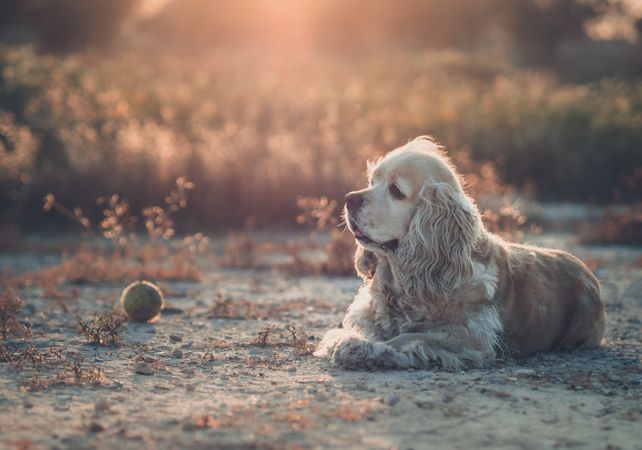 Funny dog lying on ground between plants