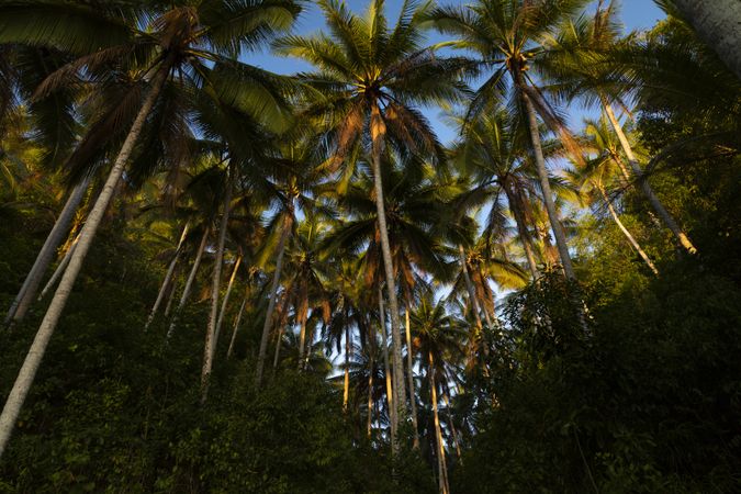 Coconut palm trees at sunset, Barracuda Beach, Pulau Kadidi Island, Togian Islands, Indonesia
