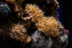 Assorted coral reefs in pure aquarium water