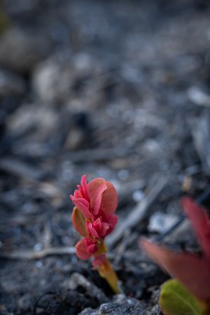 New Plants grow on burned land