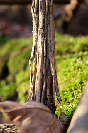 Dry bark of tree against moss