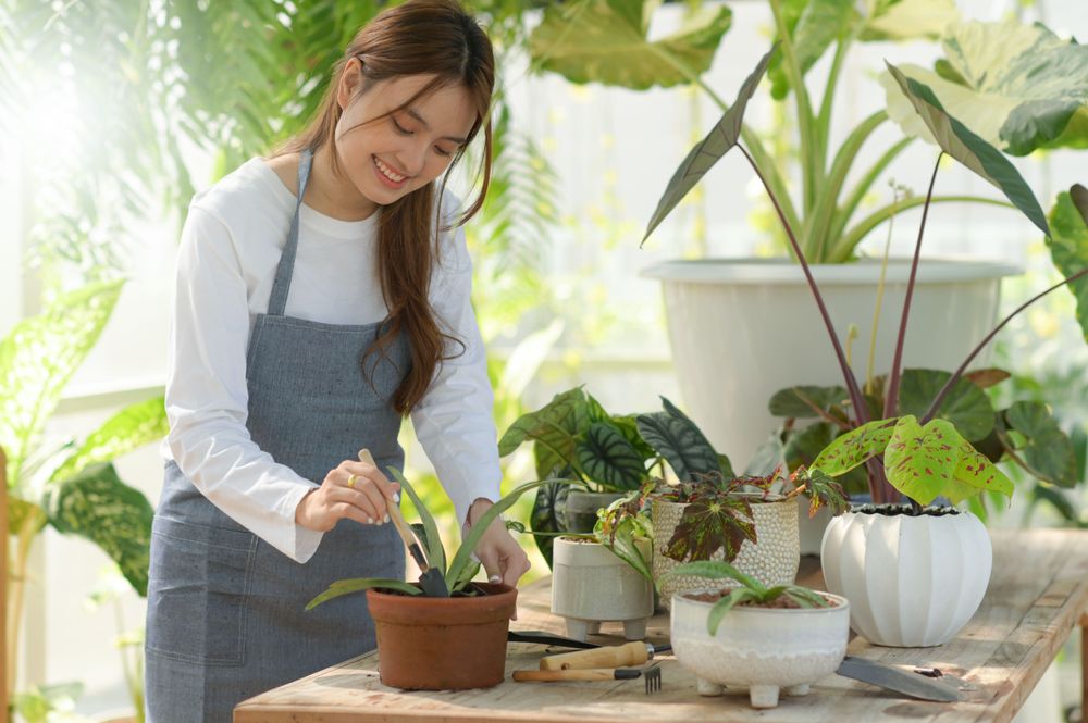 Young woman caring for trees in a greenhouse, planting trees, plant care equipment, planting greenhouses.