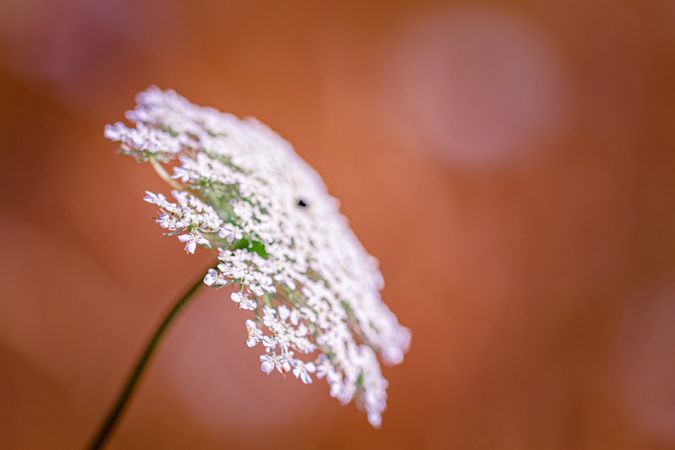 Queen Anne’s lace pictured with earthy orange background, copy space