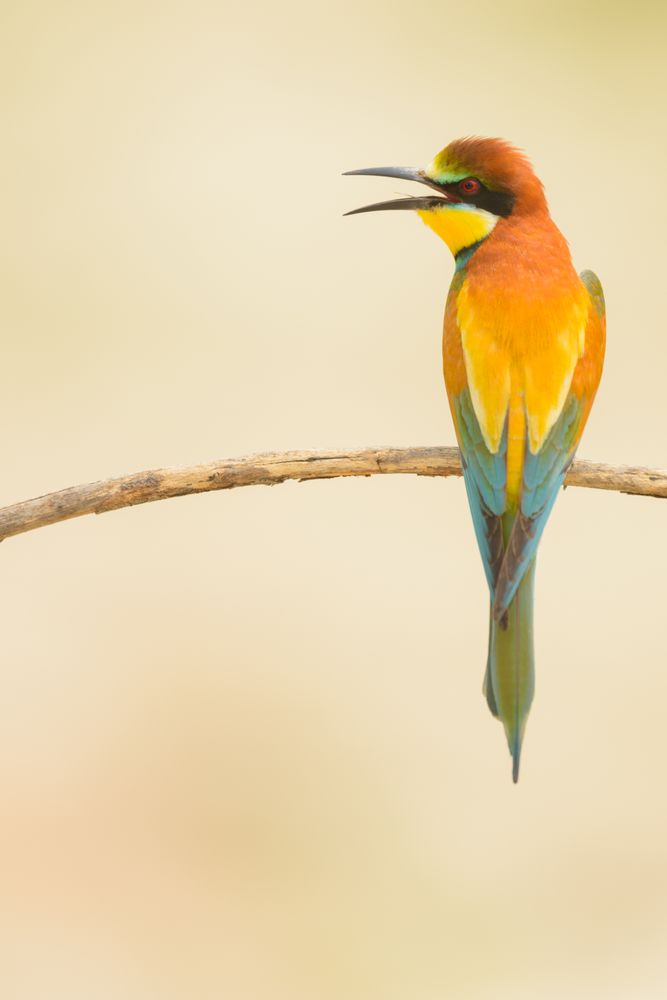 Bird standing on tree branch