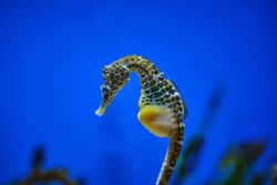 Seahorse with spots swimming in transparent aqua in oceanarium