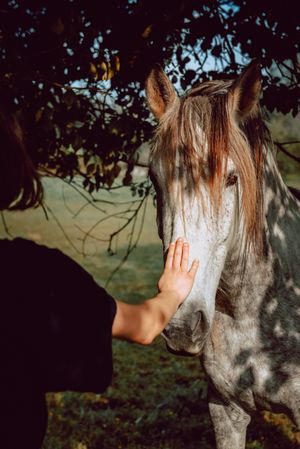 Crop hand touching horse on pasture