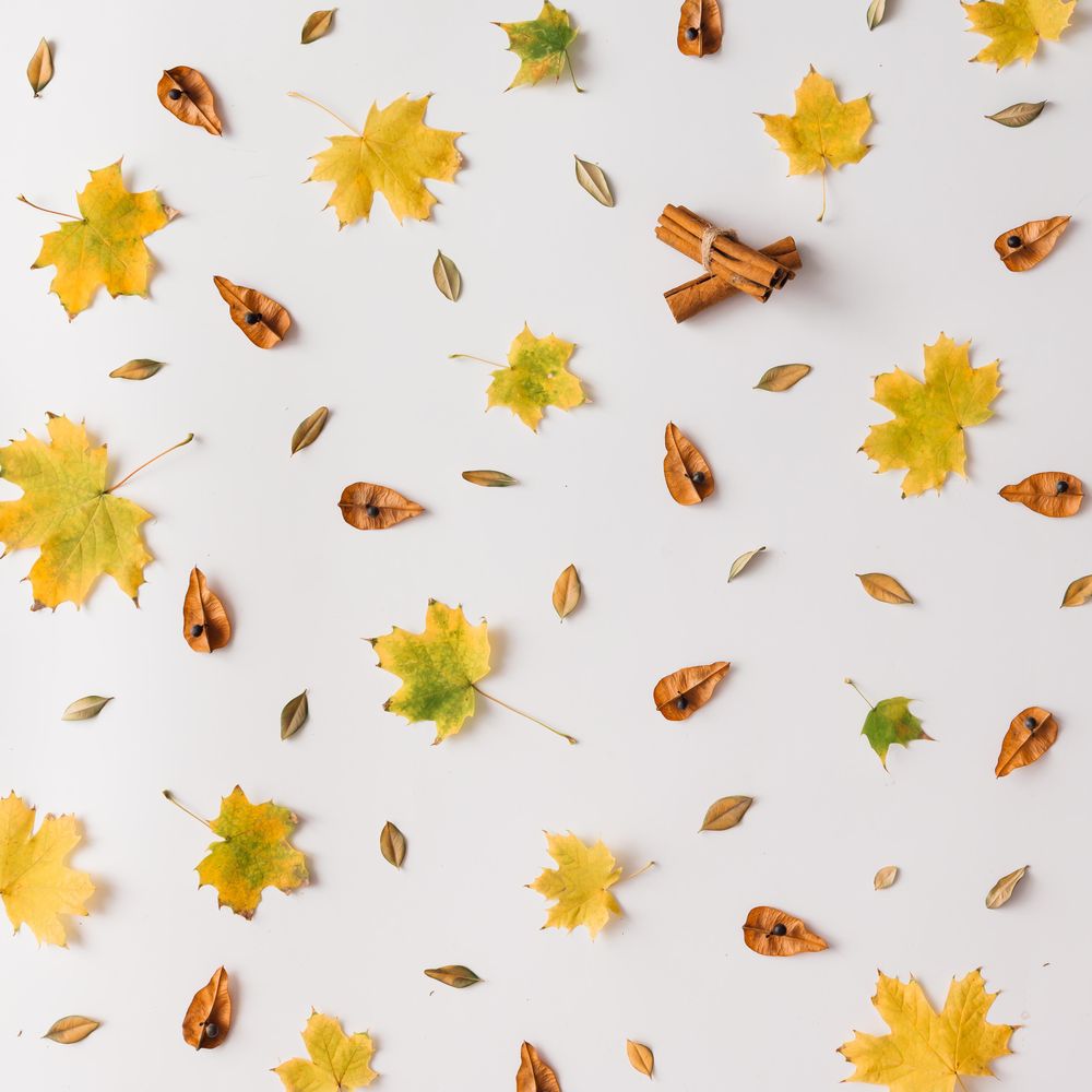 Autumn leaves pattern on light background