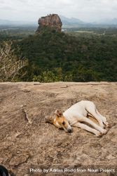 Cute dog resting on rock overlooking forest with butte in background 4A16R4