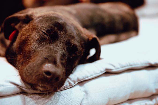 Dog sleeping and lying on floor