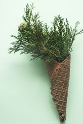 Christmas holiday concept with cone full of green thuja on green pastel background