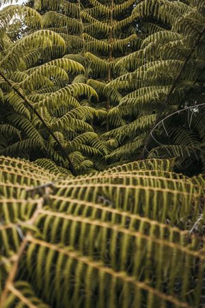 Green exotic frond at forest