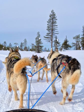 Six huskies leading a sled through the snow
