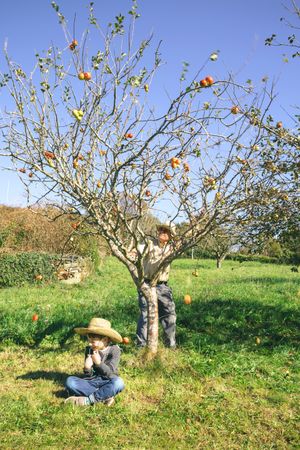 Man shaking tree and apples falling over boy sitting