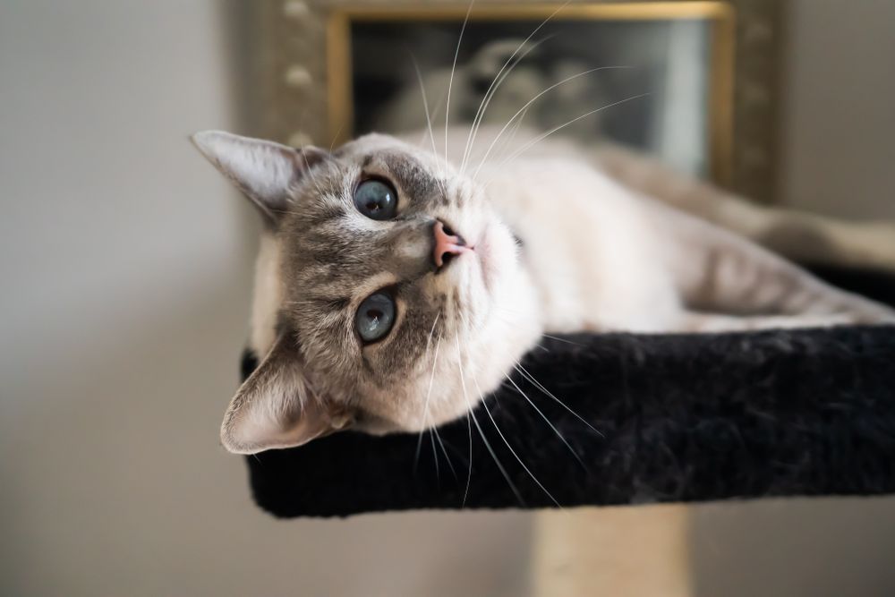 Close up image of cat laying on its side