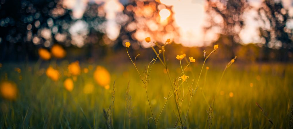 Thin yellow flowers in a field, wide