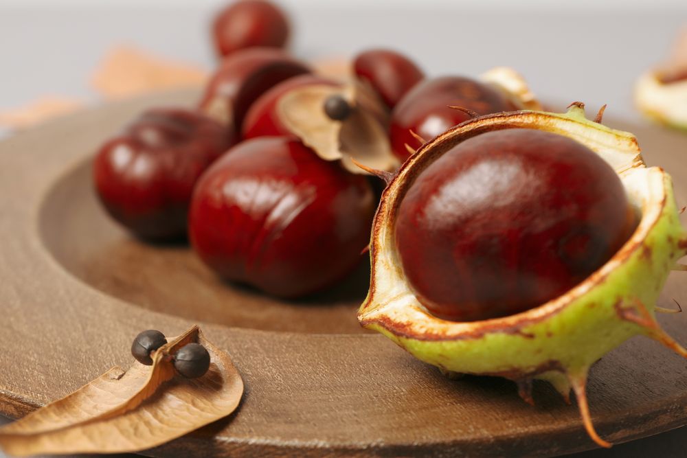 Fresh and ripe chestnuts, close up, Autumn chestnuts