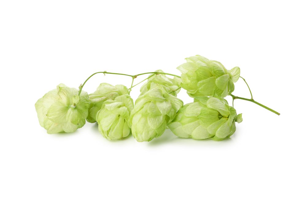 Fresh green hop isolated on light background